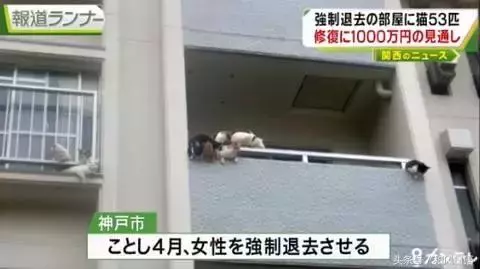 這個日本人在家裡偷偷養了53隻貓,房東要求賠償1000萬