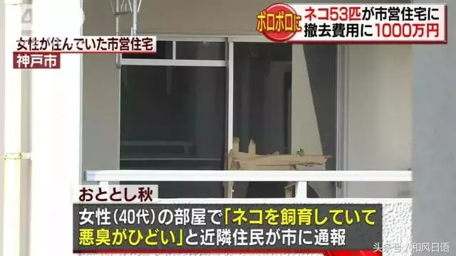 這個日本人在家裡偷偷養了53隻貓,房東要求賠償1000萬
