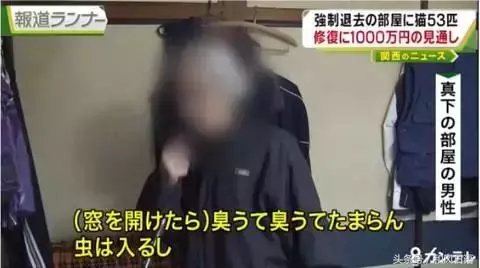 這個日本人在家裡偷偷養了53隻貓,房東要求賠償1000萬