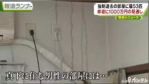 這個日本人在家裡偷偷養了53隻貓,房東要求賠償1000萬