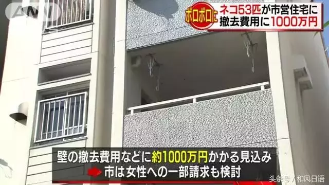 這個日本人在家裡偷偷養了53隻貓,房東要求賠償1000萬