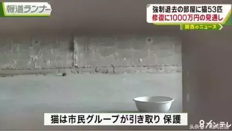 這個日本人在家裡偷偷養了53隻貓,房東要求賠償1000萬