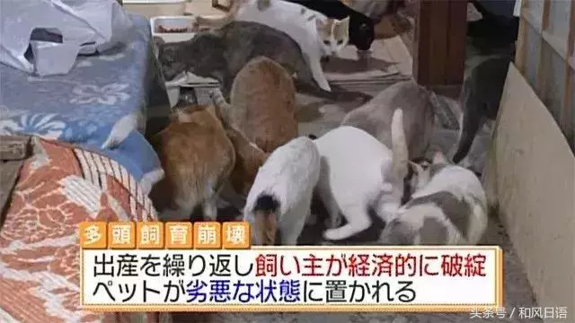 這個日本人在家裡偷偷養了53隻貓,房東要求賠償1000萬