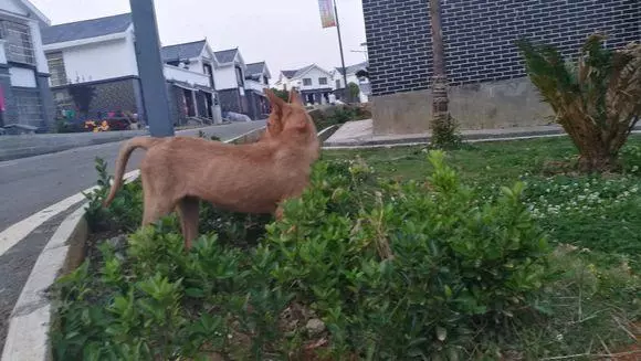 主人搬去外地把狗子丟在原來的城市,它總望著原來的家痴痴地發獃