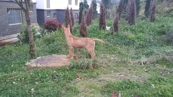 主人搬去外地把狗子丟在原來的城市,它總望著原來的家痴痴地發獃