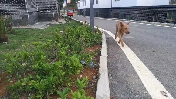 主人搬去外地把狗子丟在原來的城市,它總望著原來的家痴痴地發獃