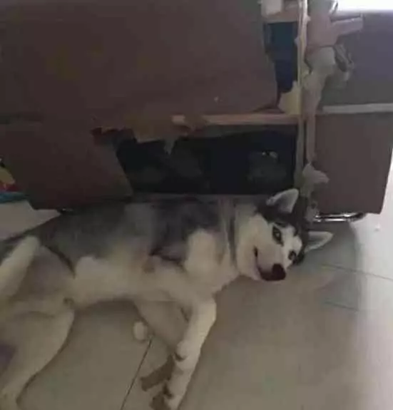 為防二哈拆家,帶回家一隻比格犬治治它,結果比格犬天天想哭