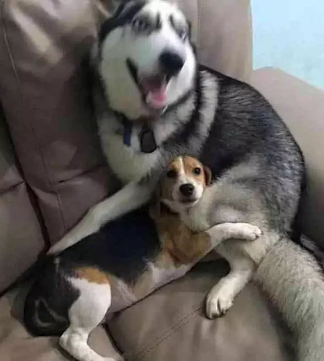 為防二哈拆家,帶回家一隻比格犬治治它,結果比格犬天天想哭