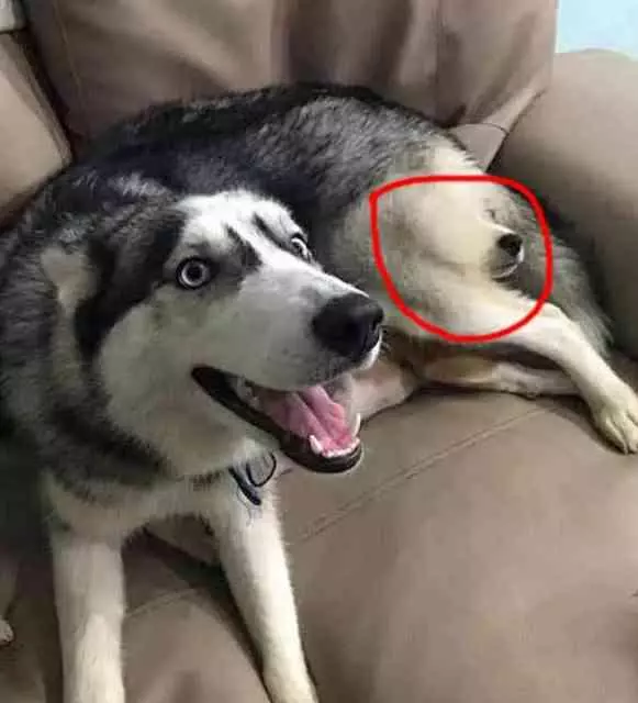 為防二哈拆家,帶回家一隻比格犬治治它,結果比格犬天天想哭