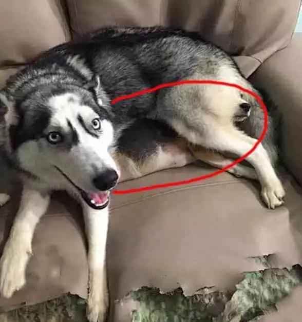 為防二哈拆家,帶回家一隻比格犬治治它,結果比格犬天天想哭