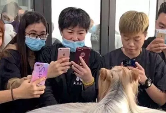 長發狗狗一夜走紅,狗主人家裡有礦,一般人家真是養不起