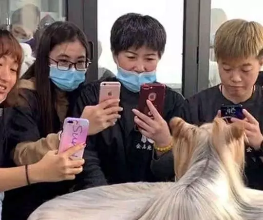 長發狗狗一夜走紅,狗主人家裡有礦,一般人家真是養不起