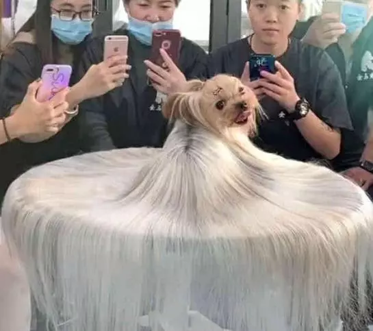 長發狗狗一夜走紅,狗主人家裡有礦,一般人家真是養不起