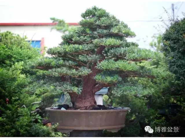 小小微生物就可以讓你的羅漢松長的旺旺的