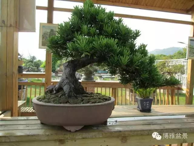 小小微生物就可以讓你的羅漢松長的旺旺的