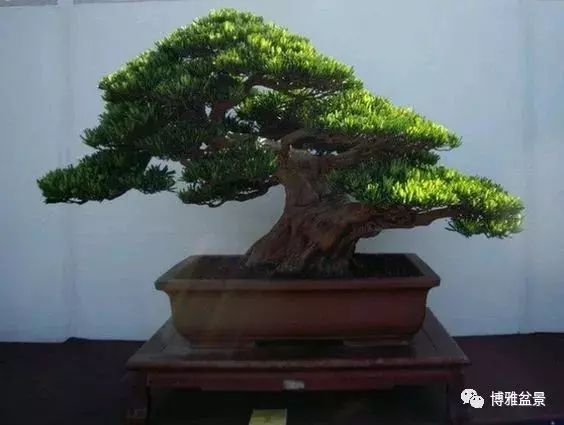 小小微生物就可以讓你的羅漢松長的旺旺的
