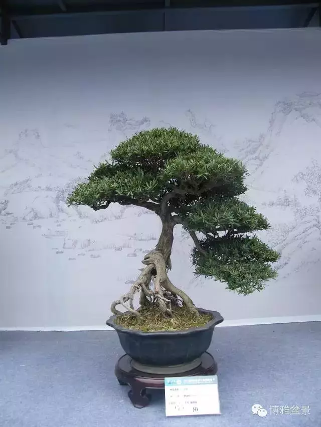 小小微生物就可以讓你的羅漢松長的旺旺的