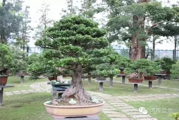 小小微生物就可以讓你的羅漢松長的旺旺的