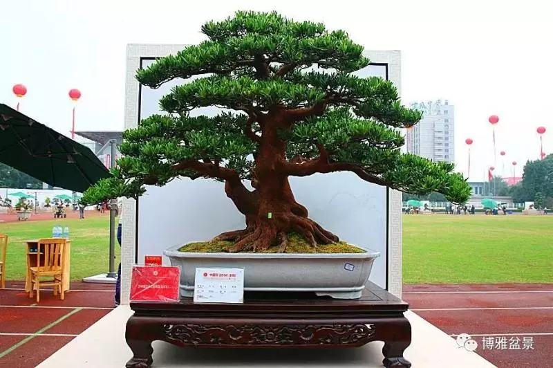 小小微生物就可以讓你的羅漢松長的旺旺的