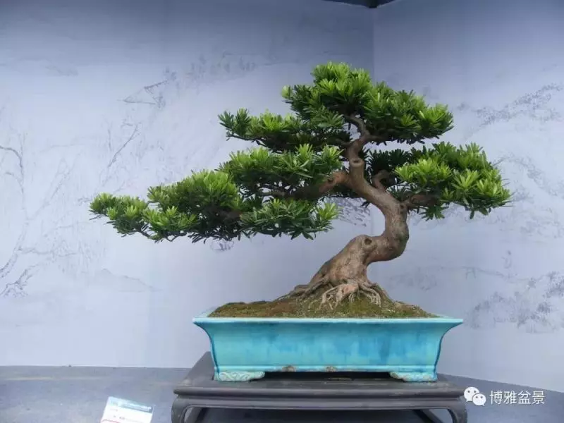 小小微生物就可以讓你的羅漢松長的旺旺的