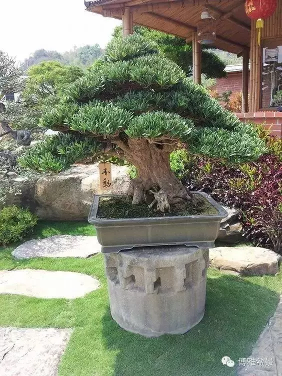 小小微生物就可以讓你的羅漢松長的旺旺的