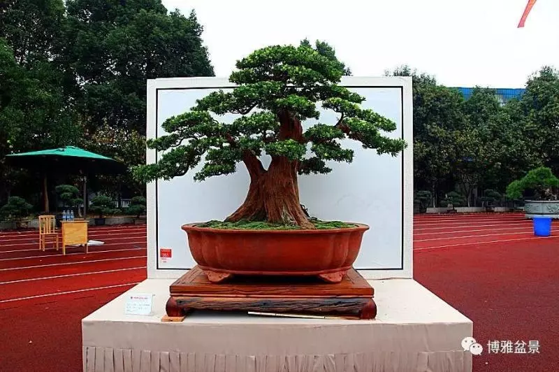 小小微生物就可以讓你的羅漢松長的旺旺的