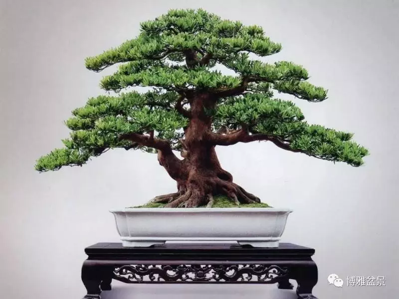 小小微生物就可以讓你的羅漢松長的旺旺的
