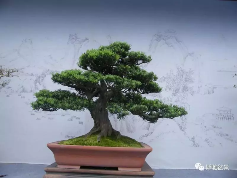 小小微生物就可以讓你的羅漢松長的旺旺的