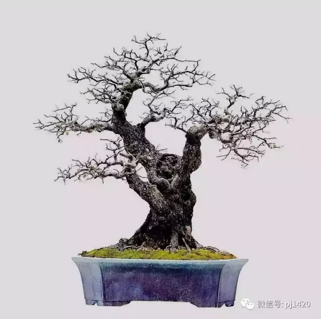 冬天盆景怎麼養?掌握這三點就夠了。