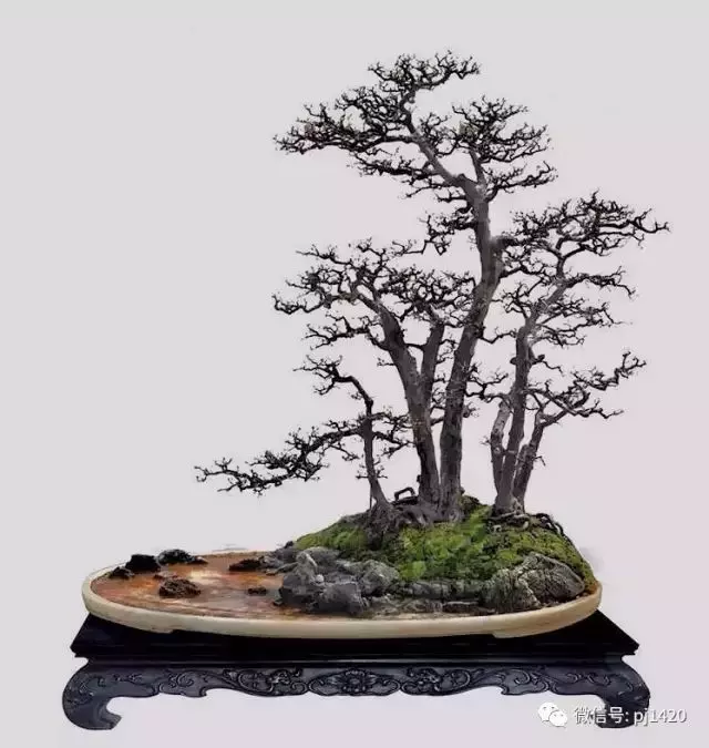 冬天盆景怎麼養?掌握這三點就夠了。