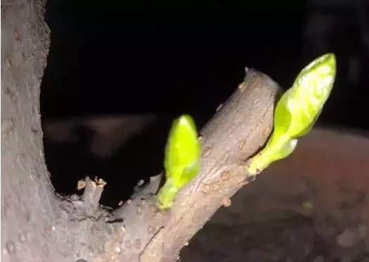 養花用大蒜?防腐防蟲還促發芽,真絕了!