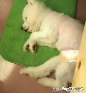 狗狗會習慣側睡其實有很暖心原因,主人知道後馬上抱緊家裡的愛犬