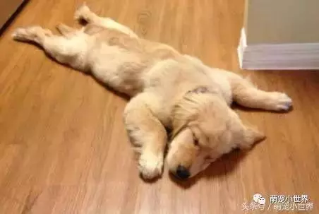 狗狗會習慣側睡其實有很暖心原因,主人知道後馬上抱緊家裡的愛犬