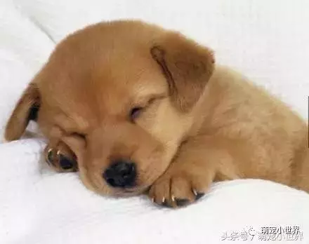 狗狗會習慣側睡其實有很暖心原因,主人知道後馬上抱緊家裡的愛犬