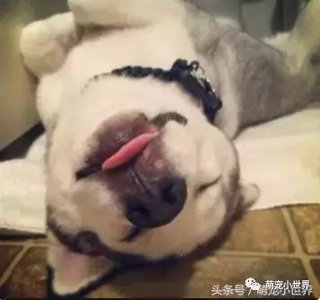 狗狗會習慣側睡其實有很暖心原因,主人知道後馬上抱緊家裡的愛犬