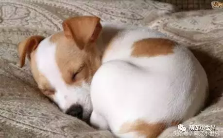 狗狗會習慣側睡其實有很暖心原因,主人知道後馬上抱緊家裡的愛犬