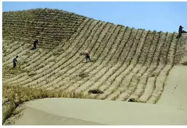 中國把千年沙漠治理成了綠洲?聯合國都坐不住了
