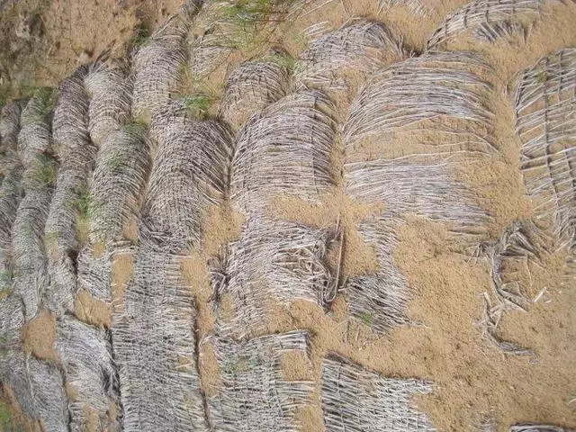 中國把千年沙漠治理成了綠洲?聯合國都坐不住了