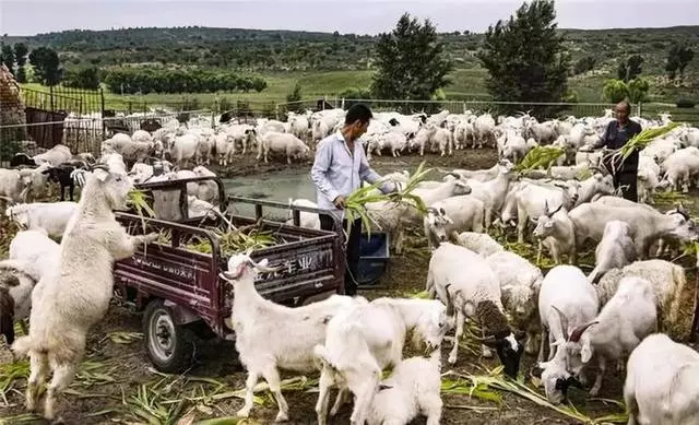 中國把千年沙漠治理成了綠洲?聯合國都坐不住了