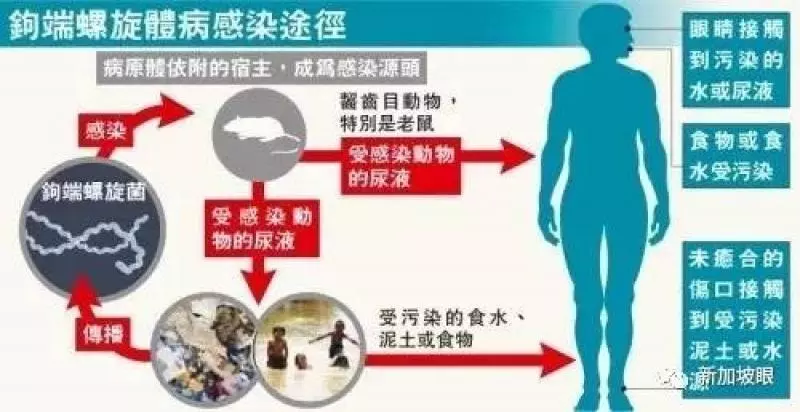 柔佛傳出鼠尿病疫情!目前已奪了2命!快來了解什麼是鼠尿病和如何預防!