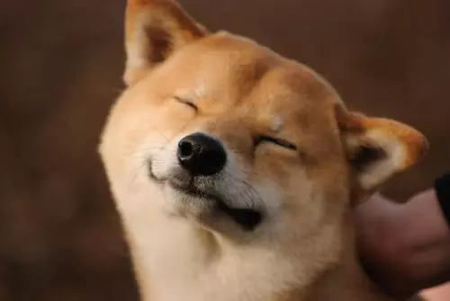 狗狗和人類一樣!坐車不注意這四點,也會有暈車現象