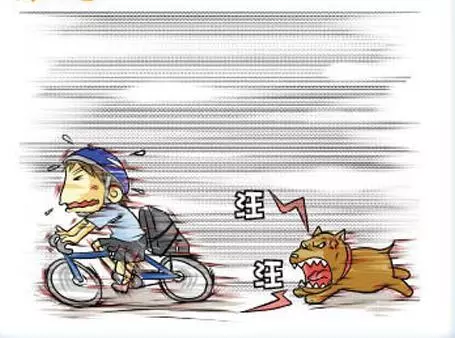 狗狗和人類一樣!坐車不注意這四點,也會有暈車現象