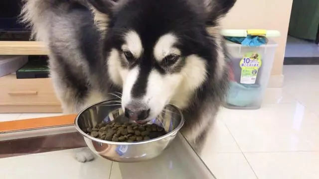 狗狗飲食有規律!想要正確健康飲食,這些技巧要知道
