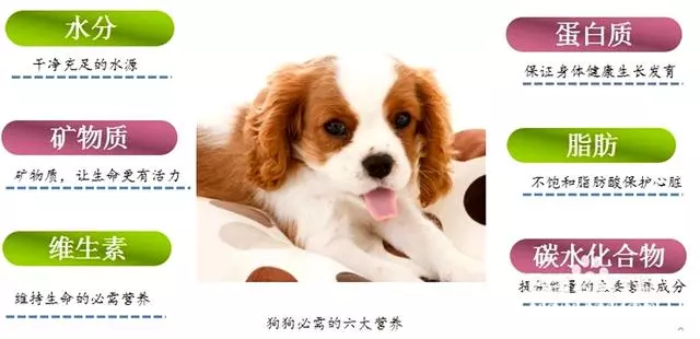 狗糧選擇有誤損害狗狗健康,如何判斷狗糧是否適合狗狗