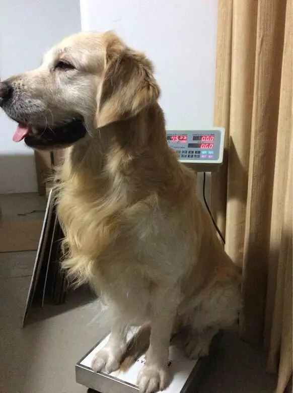 狗糧選擇有誤損害狗狗健康,如何判斷狗糧是否適合狗狗