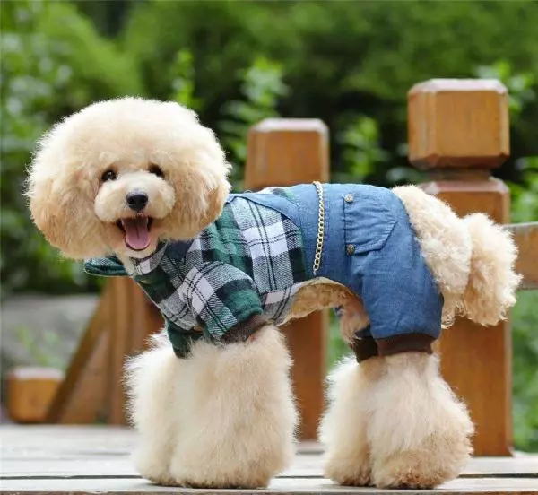 狗是很耐寒的動物,給寵物狗穿衣服不僅是侮辱了狗,還傷害了寵狗