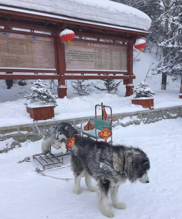狗是很耐寒的動物,給寵物狗穿衣服不僅是侮辱了狗,還傷害了寵狗