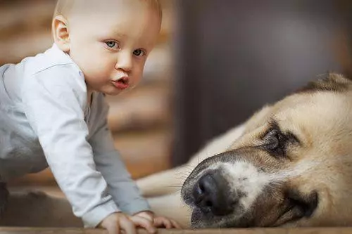 讓狗狗照顧小嬰兒,幾秒後聽不到哭聲,主人走近一看差點噴飯