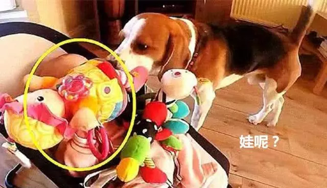 讓狗狗照顧小嬰兒,幾秒後聽不到哭聲,主人走近一看差點噴飯