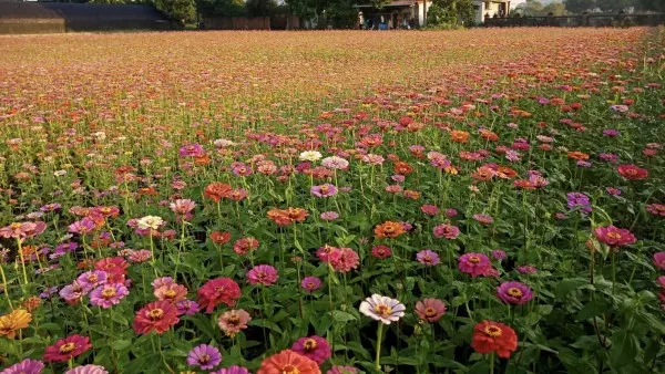 超夢幻!桃園花彩節大溪打頭陣 熱氣球、月亮搶先看